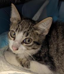 Shelter Stray Male Cat last seen 45th Street, San Diego, CA, 92102, 5500 Gaines St, San Diego, CA 92110, USA