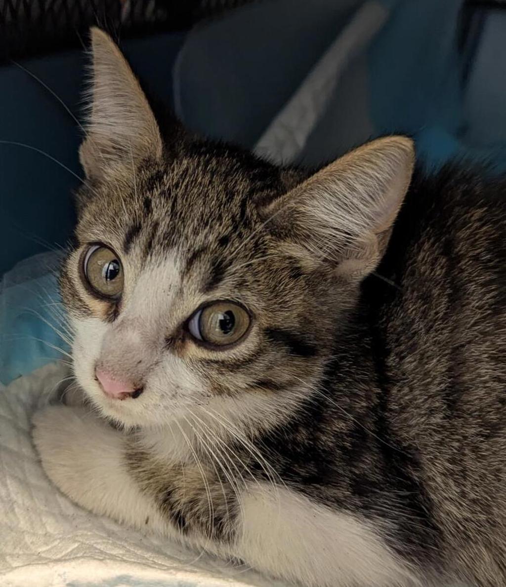 Shelter Stray Male Cat last seen 45th Street, San Diego, CA, 92102, 5500 Gaines St, San Diego, CA 92110, USA