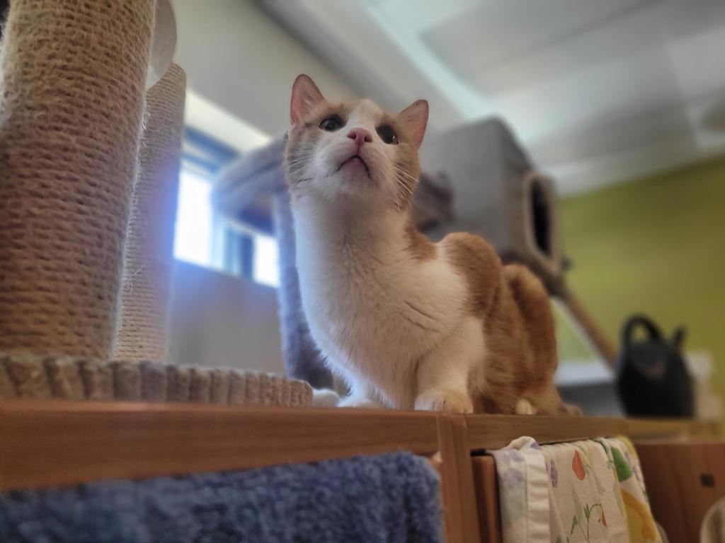 Shelter Stray Male Cat last seen Near Bradley, El Cajon, CA, 92020, El Cajon, CA 92020, USA