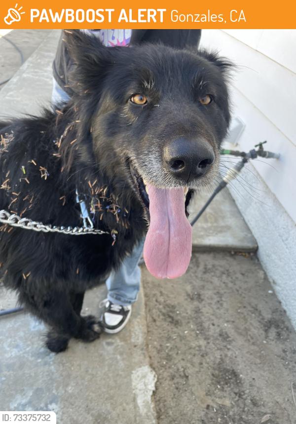 Found/Stray Male Dog last seen McDonald’s Gonzales CA, Gonzales, CA 93926