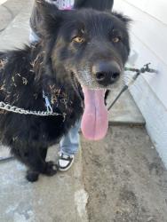 Found/Stray Male Dog last seen McDonald’s Gonzales CA, Gonzales, CA 93926