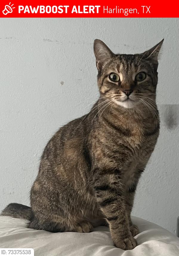 Lost Female Cat last seen Altas palmas/stuart place área, Harlingen, TX 78552