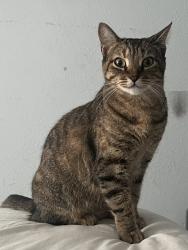 Lost Female Cat last seen Altas palmas/stuart place área, Harlingen, TX 78552