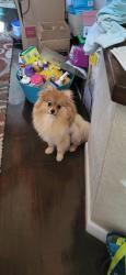 Found/Stray Male Dog last seen Schumac and Forset Ridge, Bedford, TX 76022