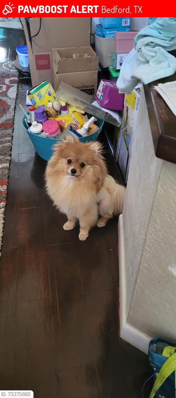 Found/Stray Male Dog last seen Schumac and Forset Ridge, Bedford, TX 76022