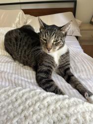 Found/Stray Male Cat last seen Bixby park, Long Beach, CA 90805