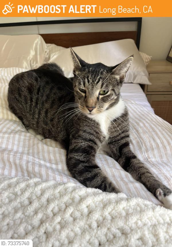 Found/Stray Male Cat last seen Bixby park, Long Beach, CA 90805