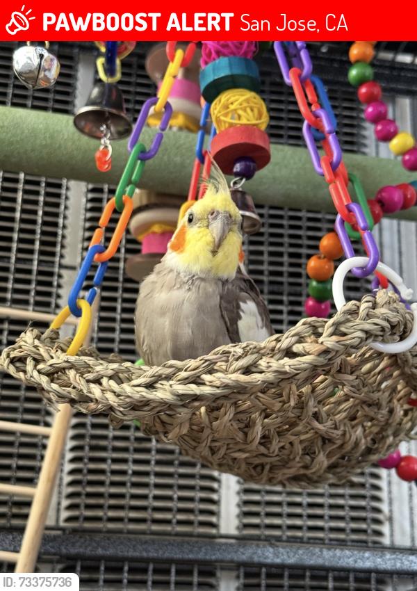 Lost Male Bird last seen Topeka Ave, San Jose, CA 95128