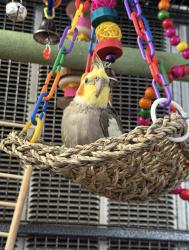 Lost Male Bird last seen Topeka Ave, San Jose, CA 95128