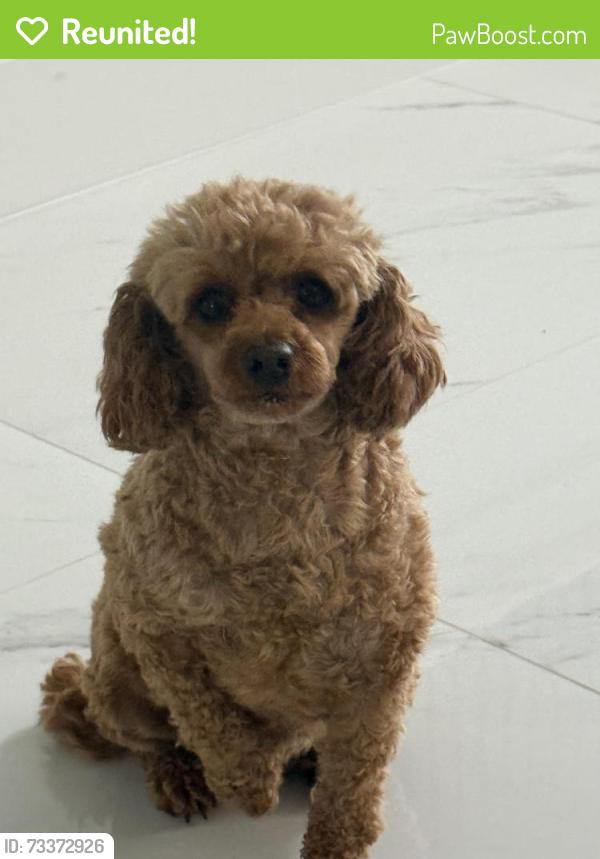 Reunited Female Dog last seen Woodbrigh, Town 'n' Country, FL 33615