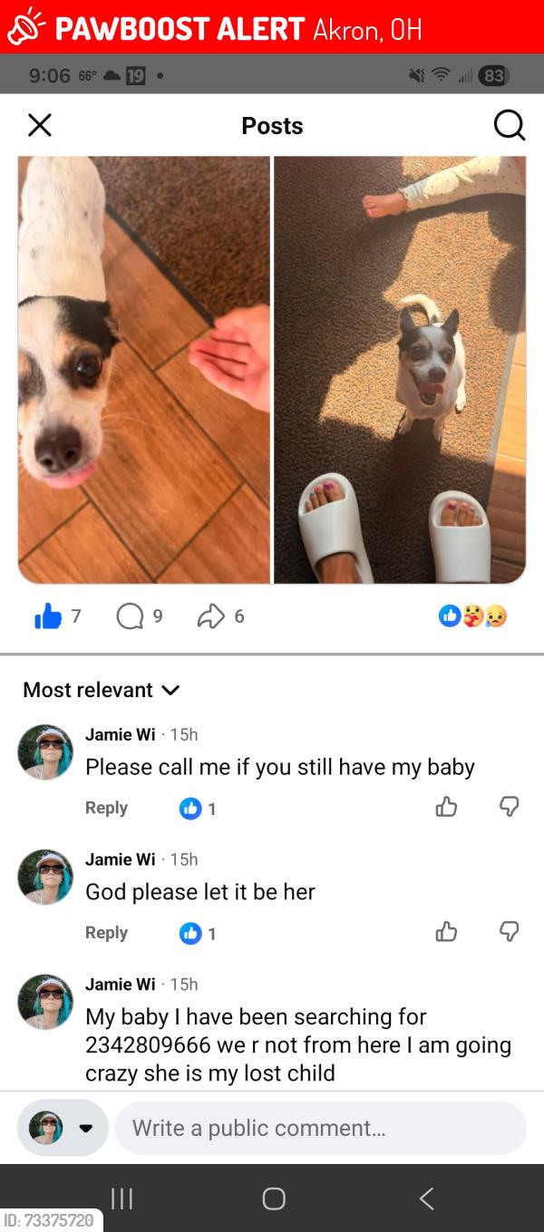 Lost Female Dog last seen Akron Chelsey Keough gave to her neighbor saying it was male but no proof, Akron, OH 44317