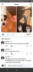 Lost Female Dog last seen Akron Chelsey Keough gave to her neighbor saying it was male but no proof, Akron, OH 44317