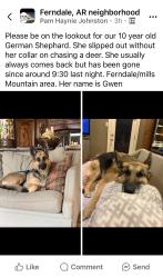 Lost Female Dog last seen Ferndale, Pulaski County, AR 72223