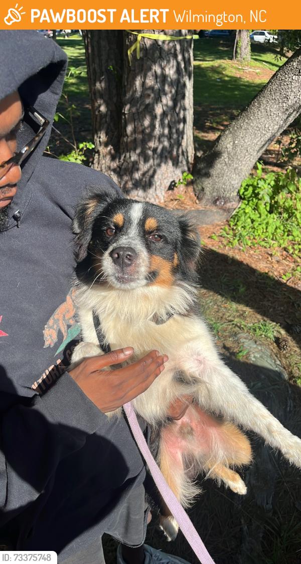 Found/Stray Male Dog last seen Greenfield lake Park, Wilmington, NC 28401