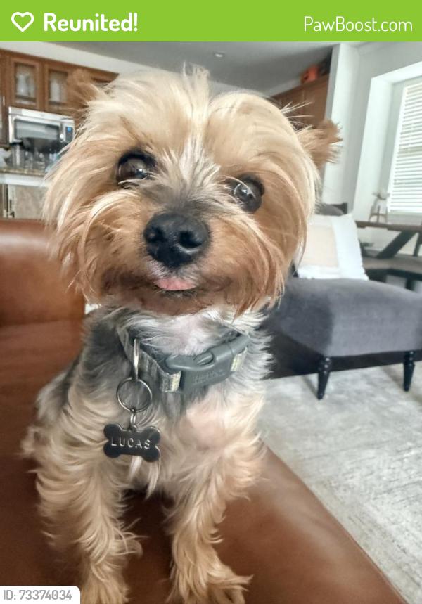 Reunited Male Dog last seen Apache Dr, near Worley or memorial., The Colony, TX 75056