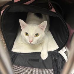 Shelter Stray Male Cat last seen , Animal Care & Control Team of Philly, 111 W Hunting Park Ave, Philadelphia, PA 19140, USA