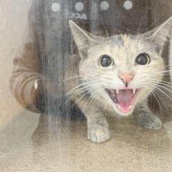 Shelter Stray Female Cat last seen , Animal Care & Control Team of Philly, 111 W Hunting Park Ave, Philadelphia, PA 19140, USA