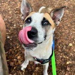 Shelter Stray Female Dog last seen , 328 Furman Hall Rd, Greenville, SC 29609, USA