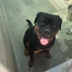 Shelter Stray Male Dog last seen , 361 S Raymond Ave, Pasadena, CA 91105, USA