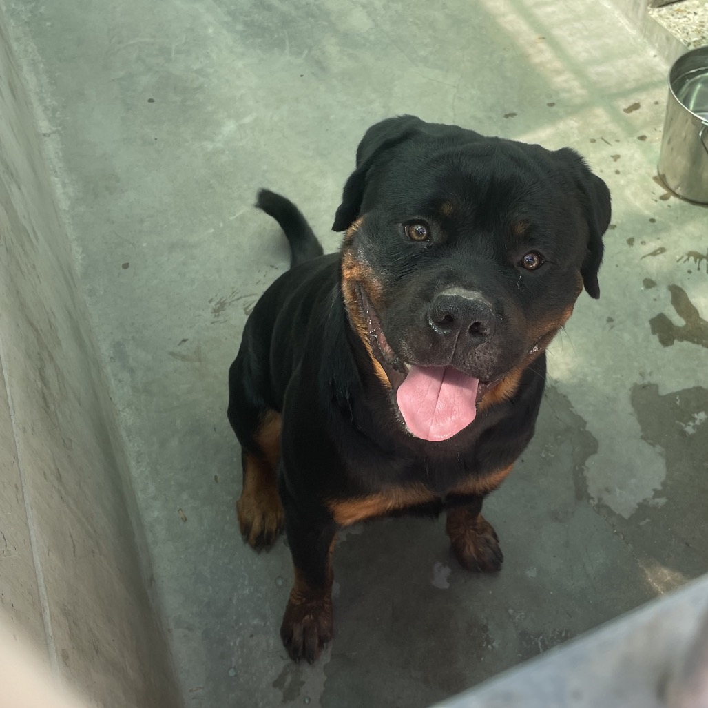 Shelter Stray Male Dog last seen , 361 S Raymond Ave, Pasadena, CA 91105, USA