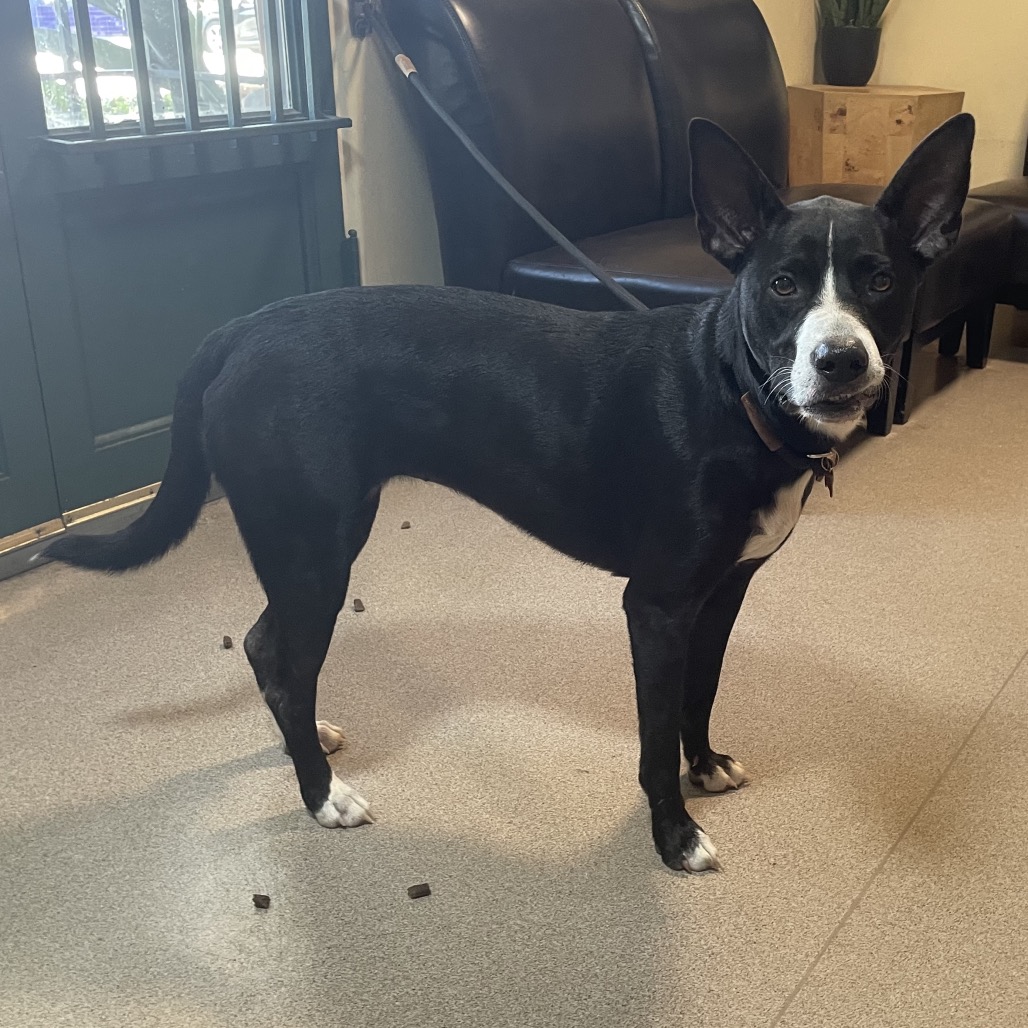 Shelter Stray Female Dog last seen , 361 S Raymond Ave, Pasadena, CA 91105, USA