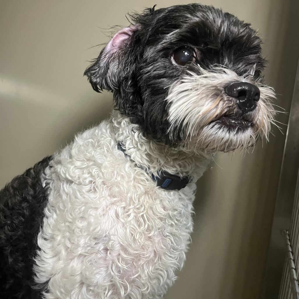 Shelter Stray Female Dog last seen , 4575 E Mesquite Ave, Palm Springs, CA 92264, USA
