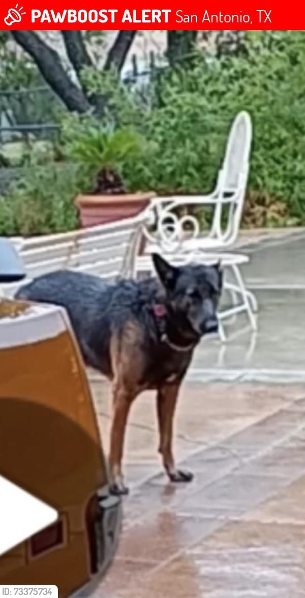 Lost Male Dog last seen Woodlawn lake, San Antonio, TX 78228