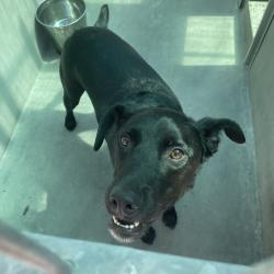 Shelter Stray Male Dog last seen , 361 S Raymond Ave, Pasadena, CA 91105, USA