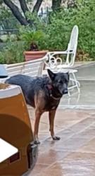 Lost Male Dog last seen Woodlawn lake, San Antonio, TX 78228