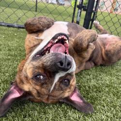 Shelter Stray Female Dog last seen , 5570 Sturmer Park Cir, Winston-Salem, NC 27105, USA