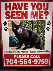 Lost Female Cat last seen Ashley Creek Dr, Matthews, NC 28105