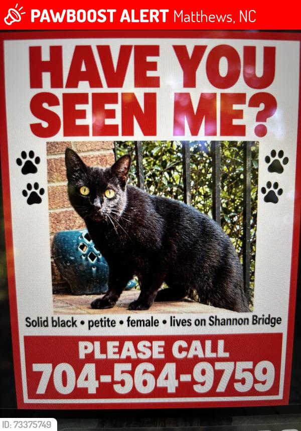 Lost Female Cat last seen Ashley Creek Dr, Matthews, NC 28105