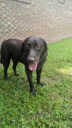 Found/Stray Male Dog last seen creekwood cantonment fl, Cantonment, FL 32533