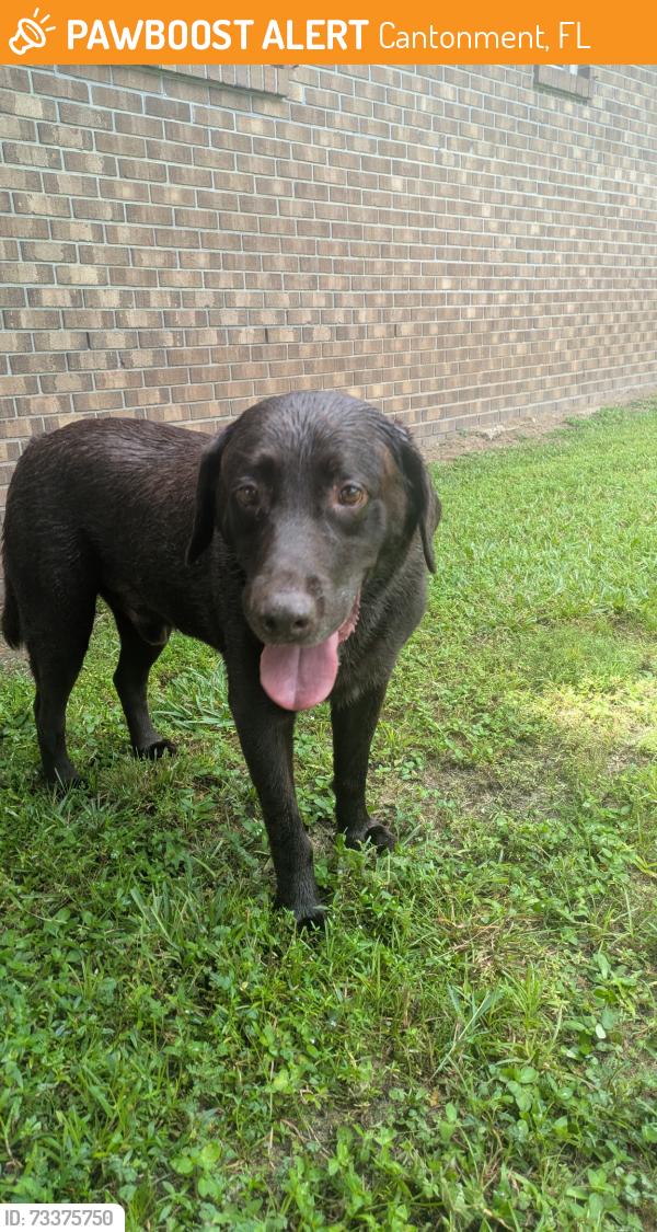 Found/Stray Male Dog last seen creekwood cantonment fl, Cantonment, FL 32533
