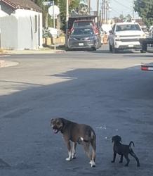 Found/Stray Female Dog last seen Near S Compton Ave, Los Angeles, CA 90011