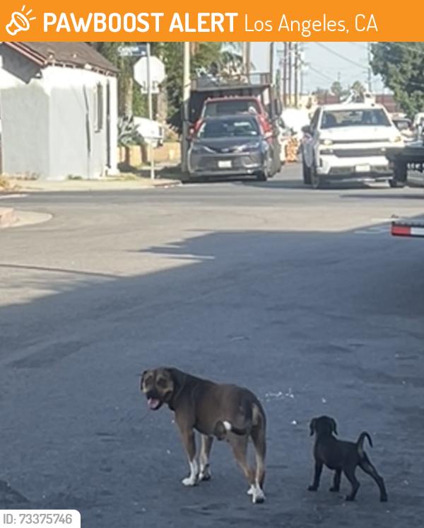 Found/Stray Female Dog last seen Near S Compton Ave, Los Angeles, CA 90011