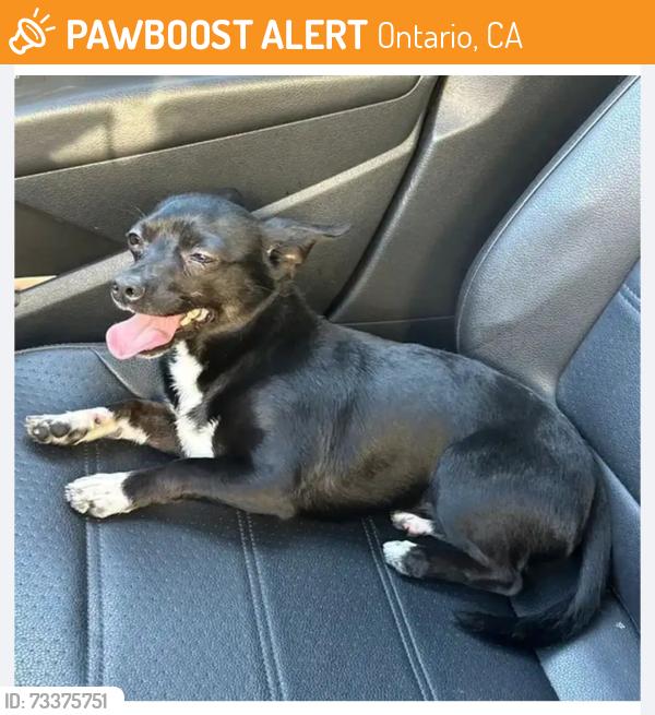 Found/Stray Unknown Dog last seen Chaffey Hogh School, Ontario, CA 91762