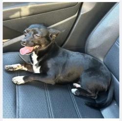 Found/Stray Unknown Dog last seen Chaffey Hogh School, Ontario, CA 91762