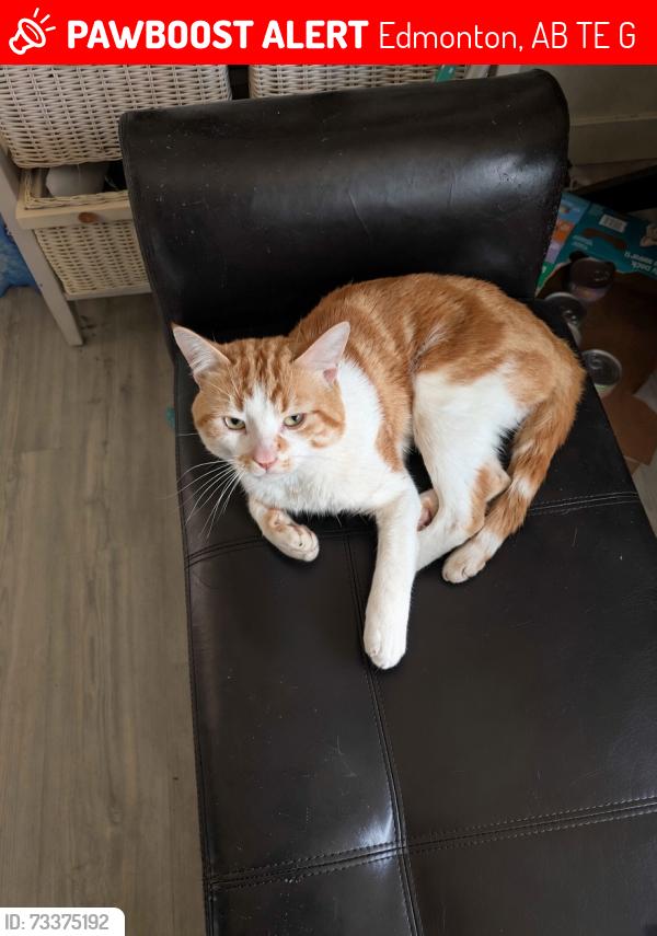 Lost Male Cat last seen Kensington, Edmonton, AB T5E 5G9
