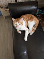 Lost Male Cat last seen Kensington, Edmonton, AB T5E 5G9