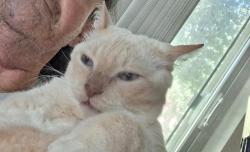 Lost Male Cat last seen Lanstaff Dr. And Rae Ct, Palm Harbor, FL 34684