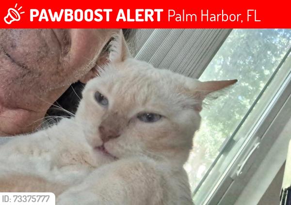 Lost Male Cat last seen Lanstaff Dr. And Rae Ct, Palm Harbor, FL 34684