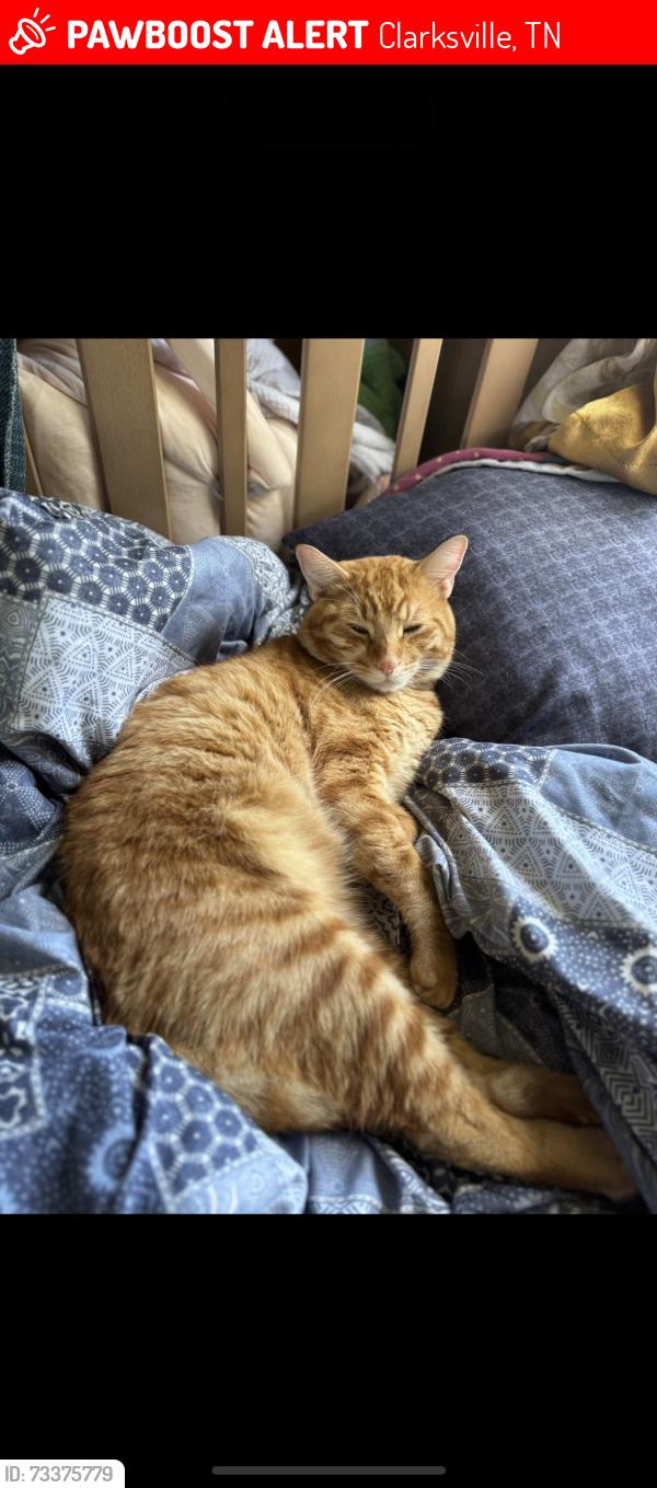 Lost Male Cat last seen Ashlabd city road Right off the bypass, Clarksville, TN 37043