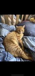 Lost Male Cat last seen Ashlabd city road Right off the bypass, Clarksville, TN 37043