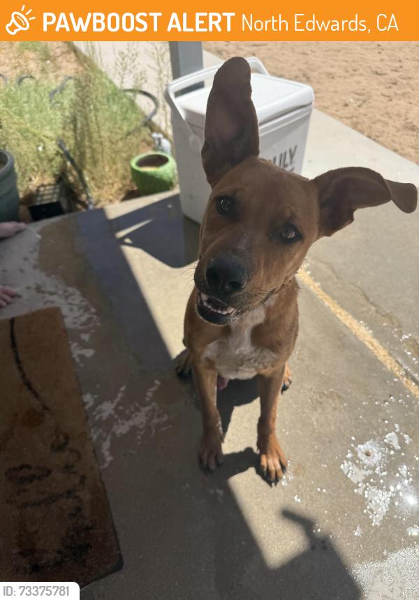 Found/Stray Male Dog last seen Hillcrest Ave./Clay Mine Rd., North Edwards, CA 93523