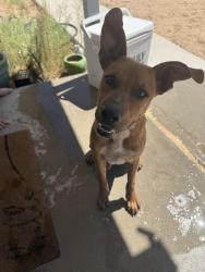 Found/Stray Male Dog last seen Hillcrest Ave./Clay Mine Rd., North Edwards, CA 93523