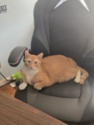 Lost Male Cat last seen Ebert Road, Winston-Salem, NC 27127