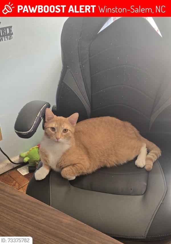 Lost Male Cat last seen Ebert Road, Winston-Salem, NC 27127