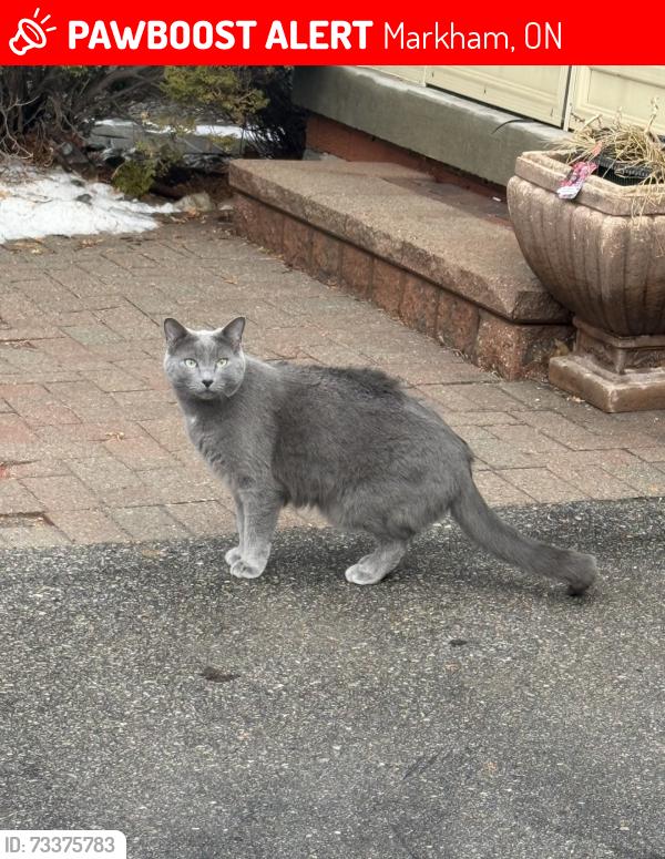 Lost Male Cat last seen Zio carlo drive and anita drive, Markham, ON 