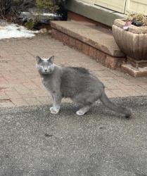 Lost Male Cat last seen Zio carlo drive and anita drive, Markham, ON 
